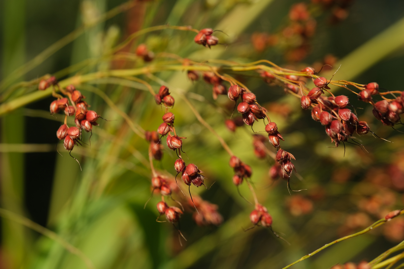 Besenhirse (Sorghum saccharatum)