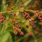 Besenhirse (Sorghum saccharatum)