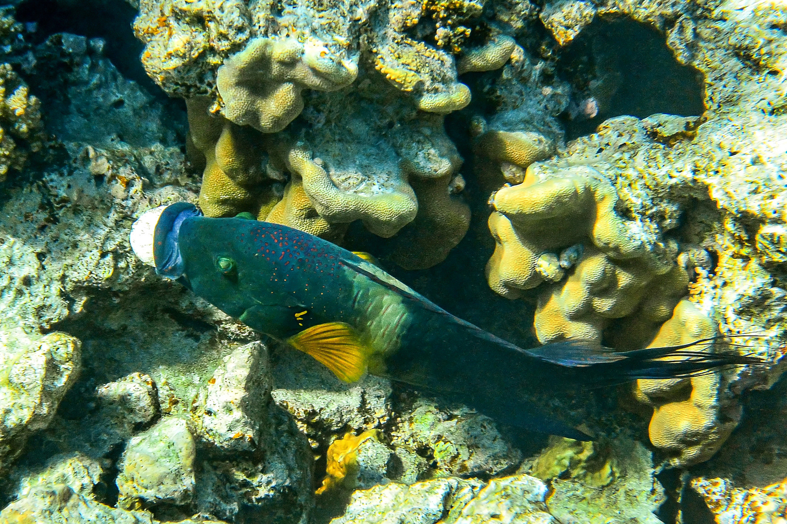 Besenschwanz- oder "Stülpmaul" Prachtlippenfisch