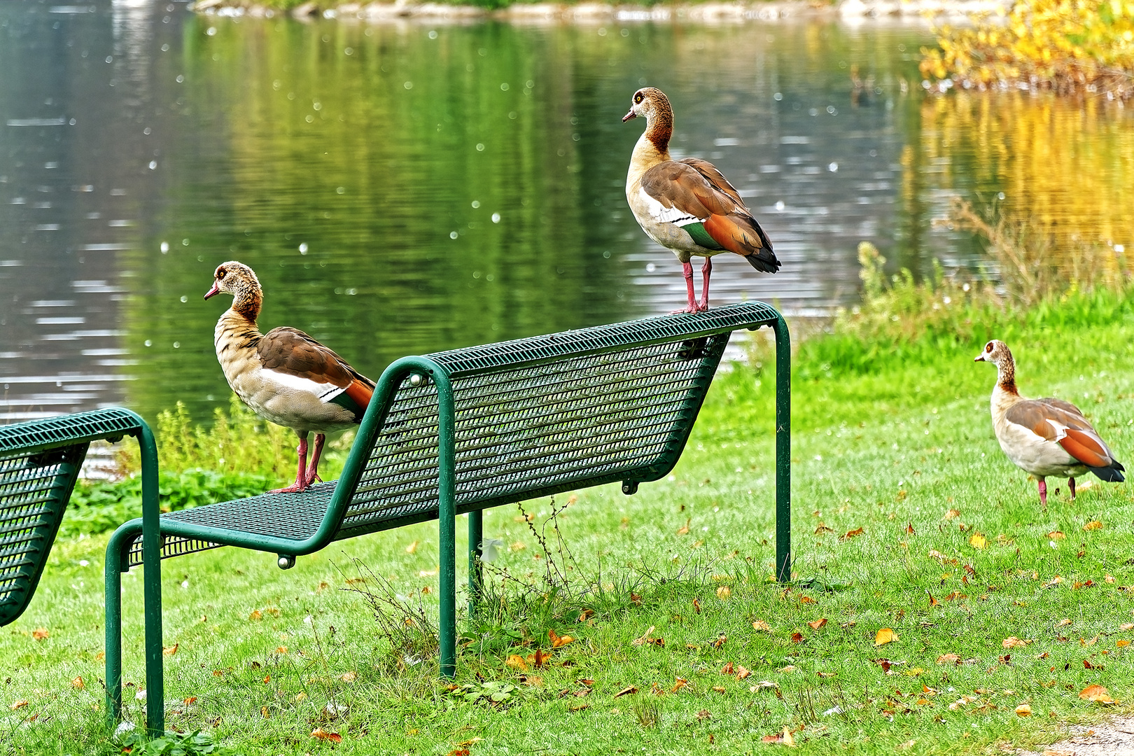 Besetzt und vollgesch....