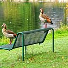 Besetzt und vollgesch....