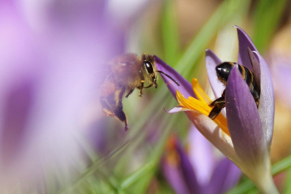 besetzte Blüte