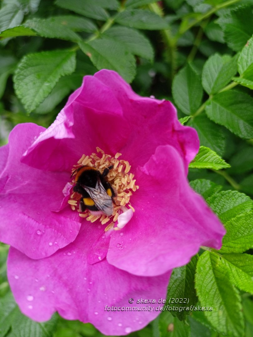 besetzte Kartoffelrose