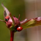 Besichtigunstermin Pfingstrosenblüte