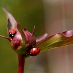 Besichtigunstermin Pfingstrosenblüte