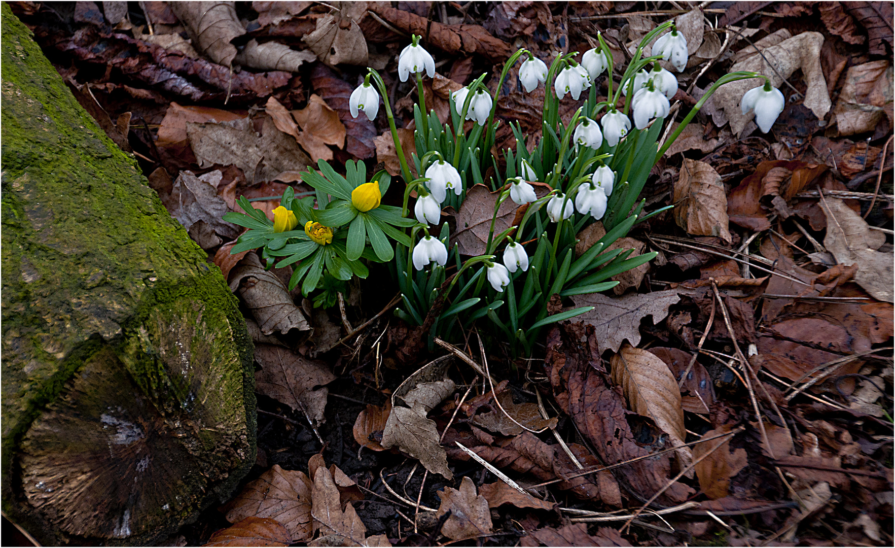 Beside the path