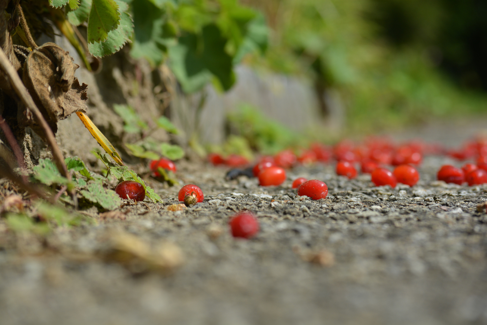 Beside the Road