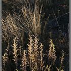 beside the Twizel River detail 4