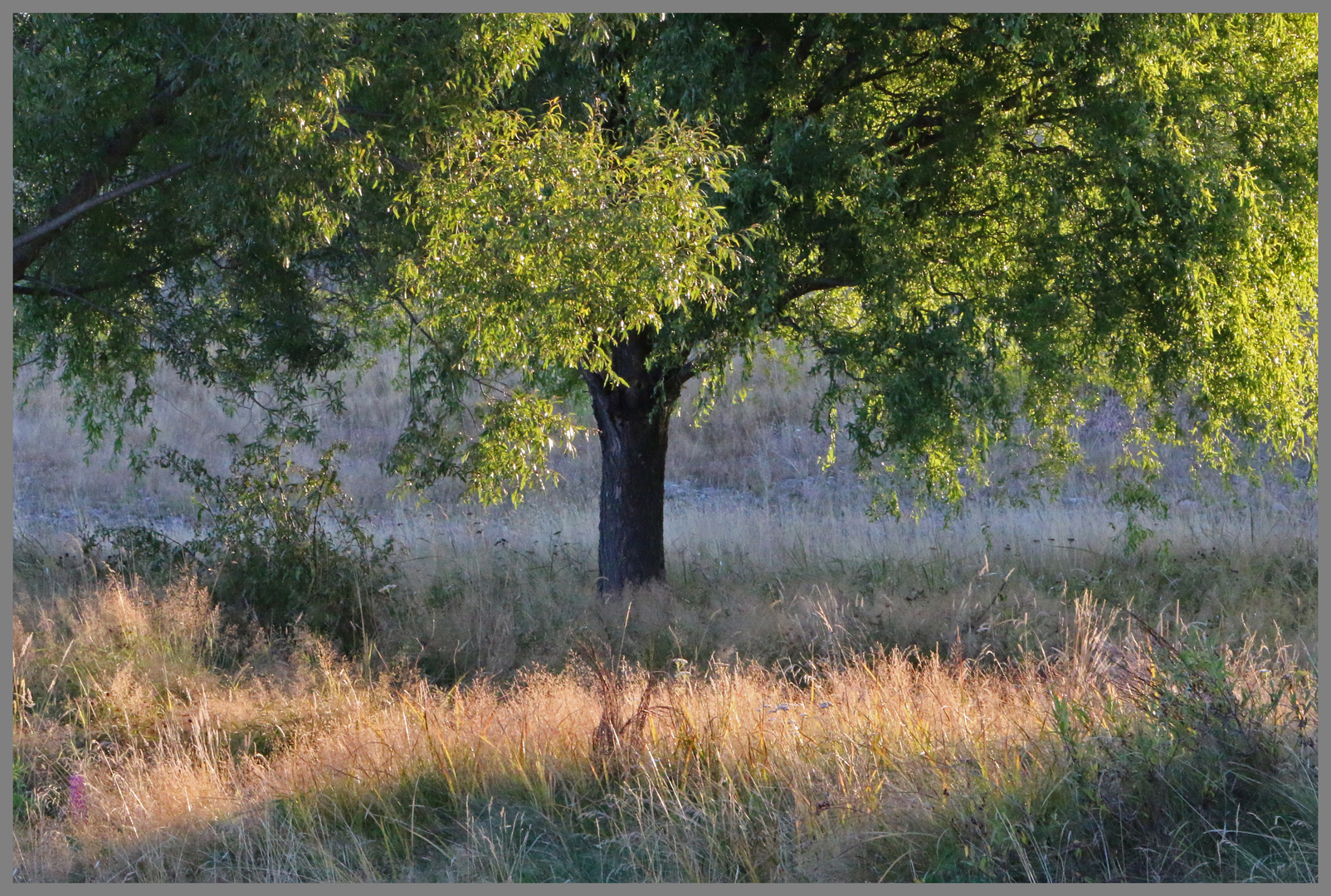 beside the Twizell River 7 at dusk