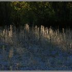 beside the Twizell River at dusk 9