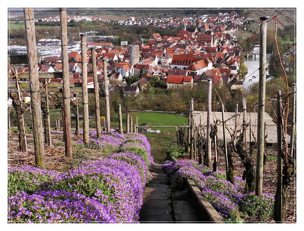 Besigheim im Frühling