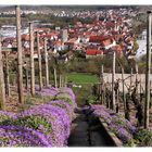 Besigheim im Frühling