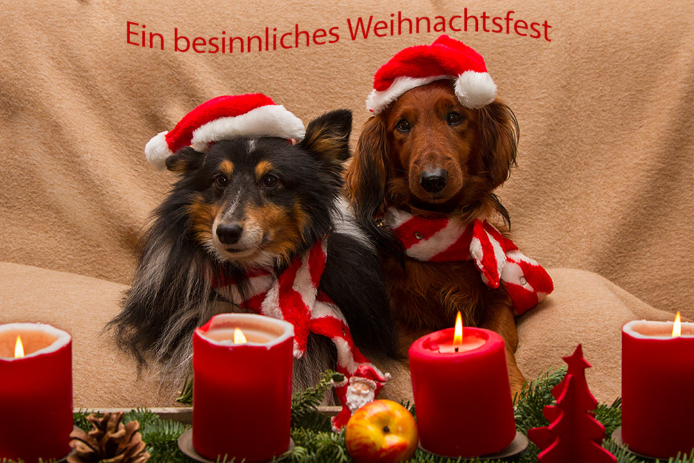 Besinnliche Weihnachten Foto & Bild teckel Bilder auf