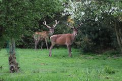 Besondere Begegnung in freier Natur.