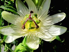 Besondere Blüte in weiß