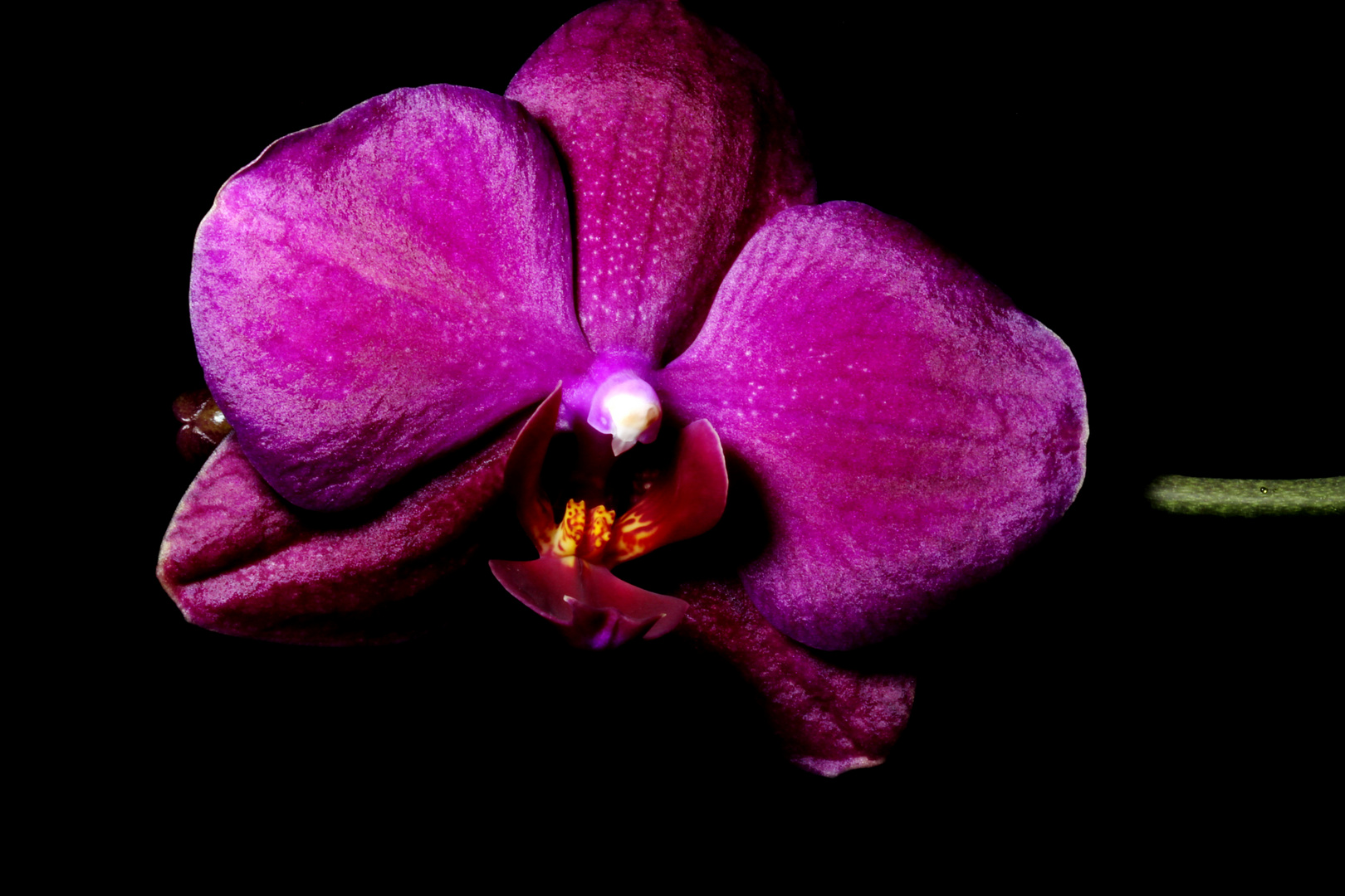 Besondere Orchidee