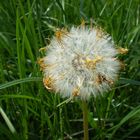 Besondere Pusteblume