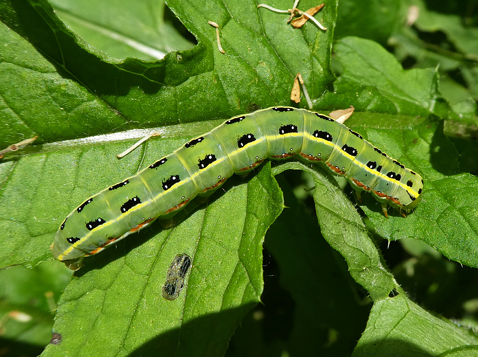 Besondere Raupe