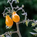 Besondere Tomaten