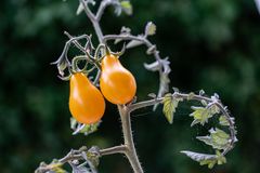 Besondere Tomaten