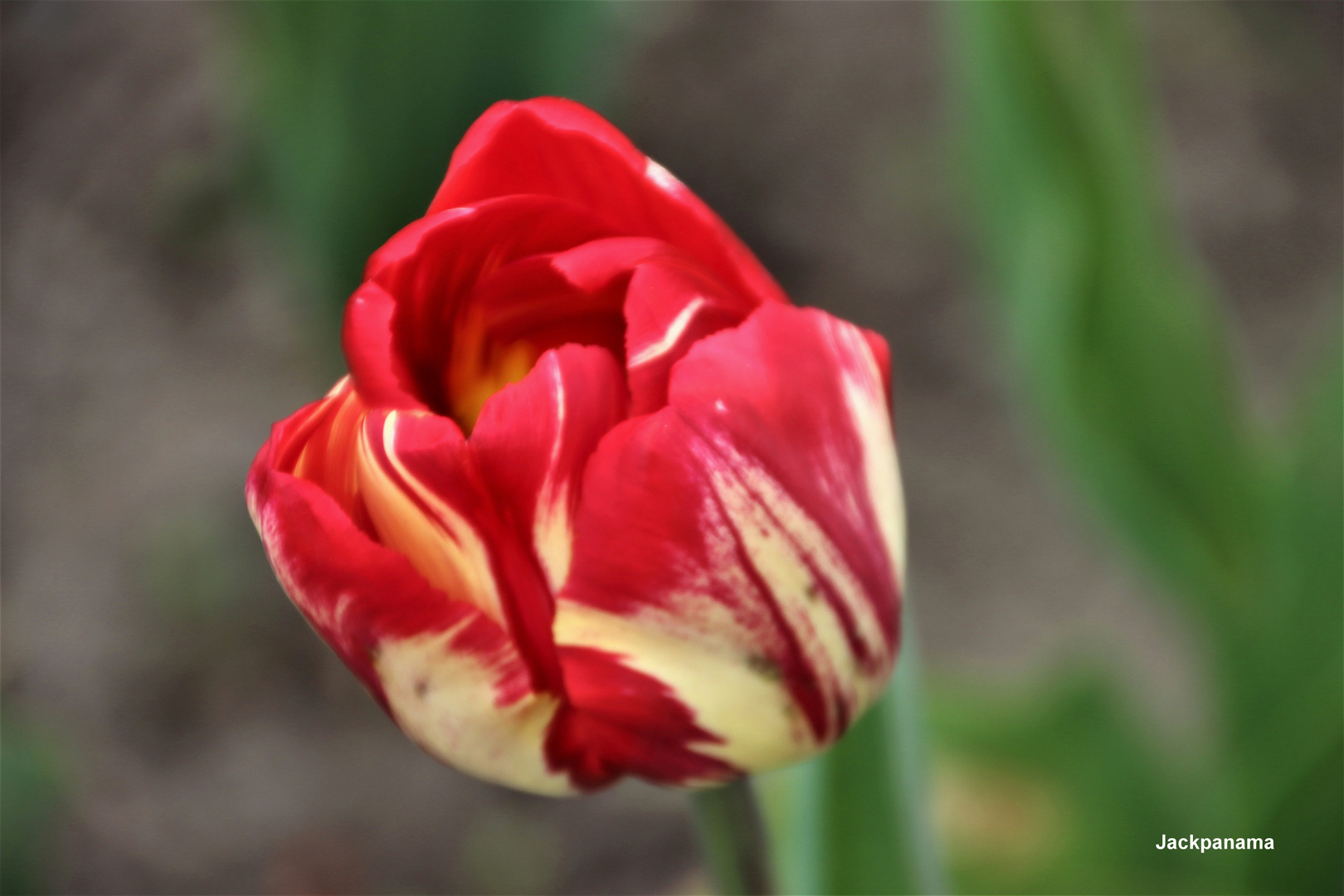 Besondere Tulpe (mit leichter Unschärfe)