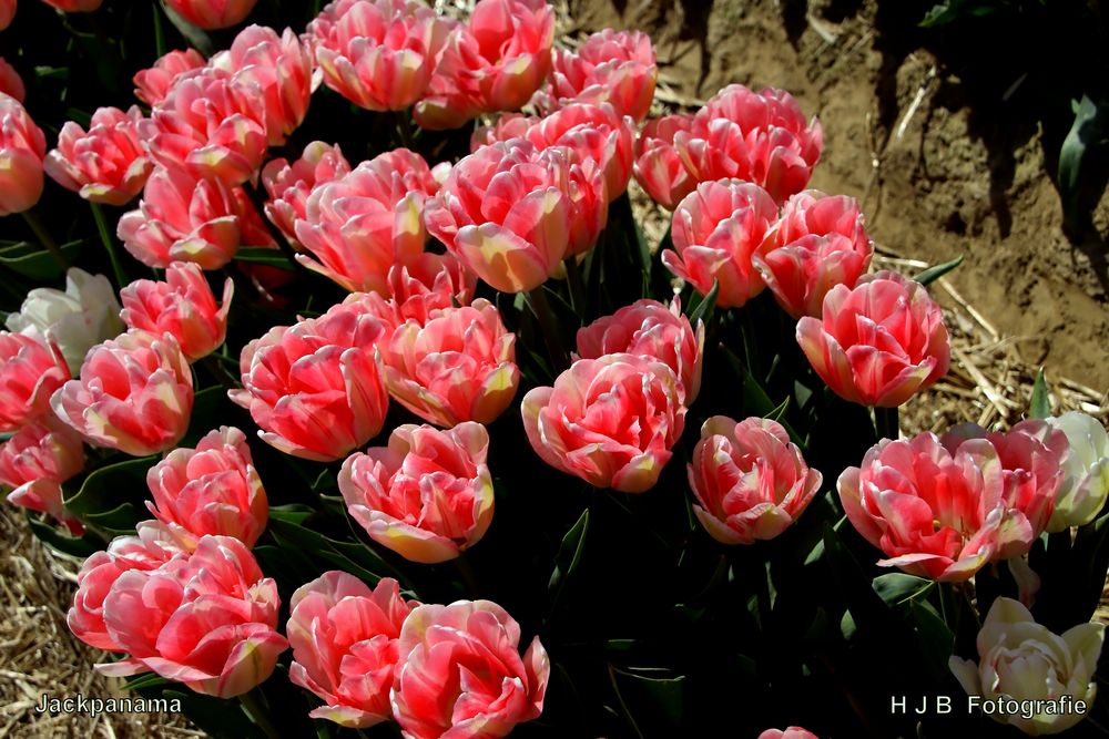 Besondere Tulpen