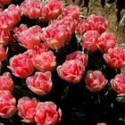 Besondere Tulpen