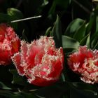 Besondere Tulpenform