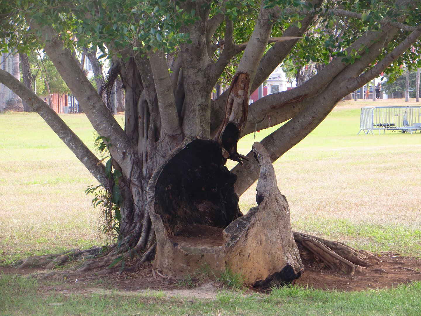 Besonderer Baum