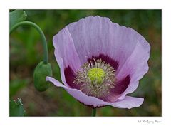 Besonderer Mohn