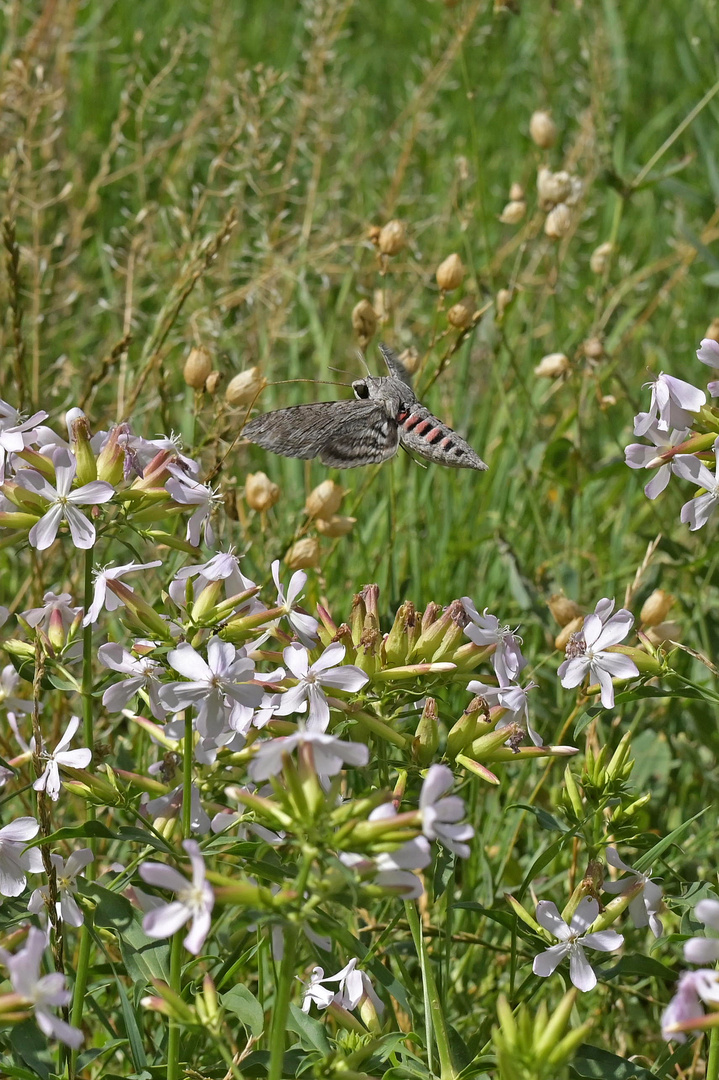 besonderer Schmetterlings-Kolibri
