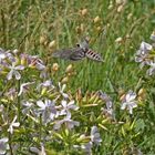 besonderer Schmetterlings-Kolibri