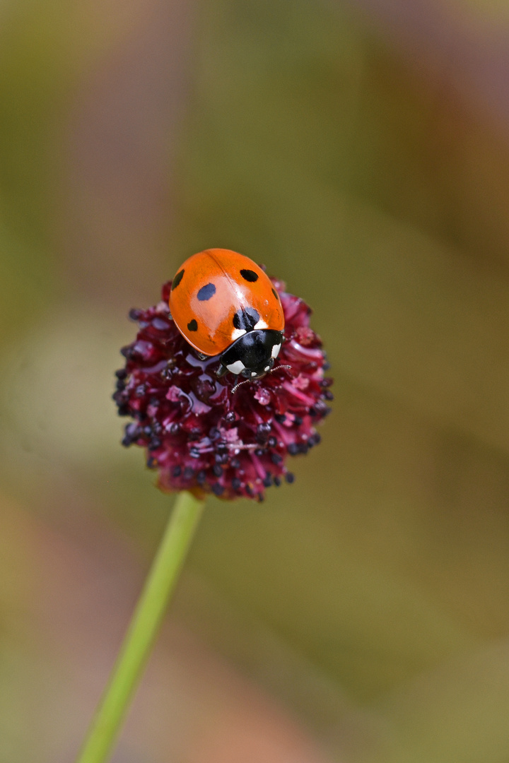 besonderes Blümchen