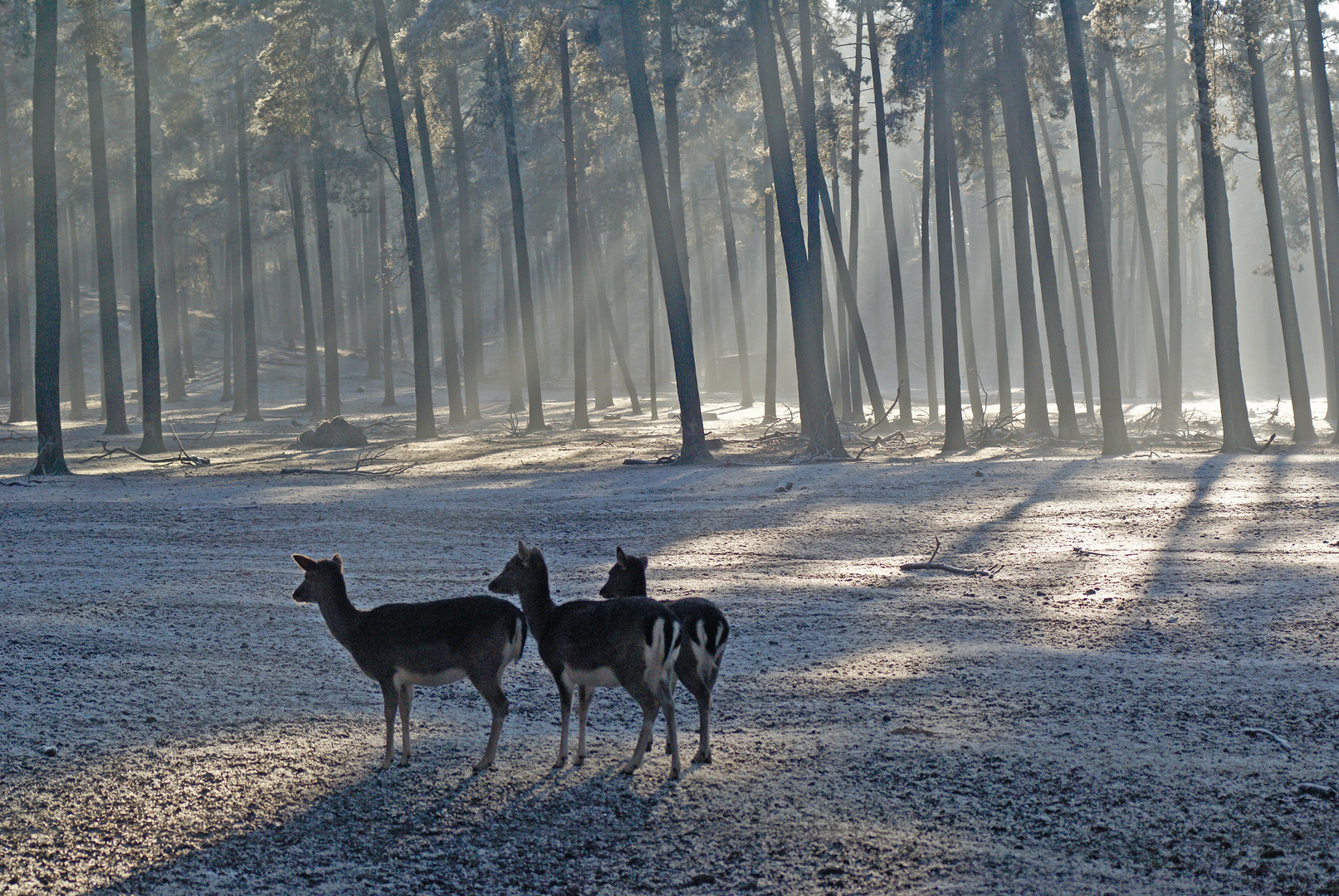 Besonderes Licht im Wald