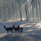 Besonderes Licht im Wald