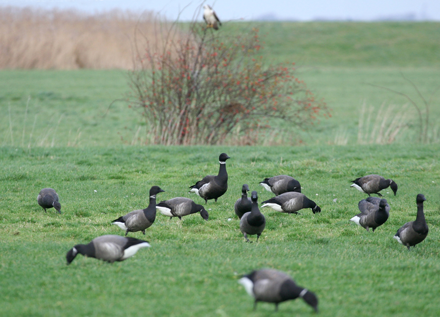 "Besonderheit" unter'm Hagebuteo-Busch