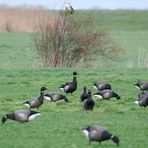 "Besonderheit" unter'm Hagebuteo-Busch