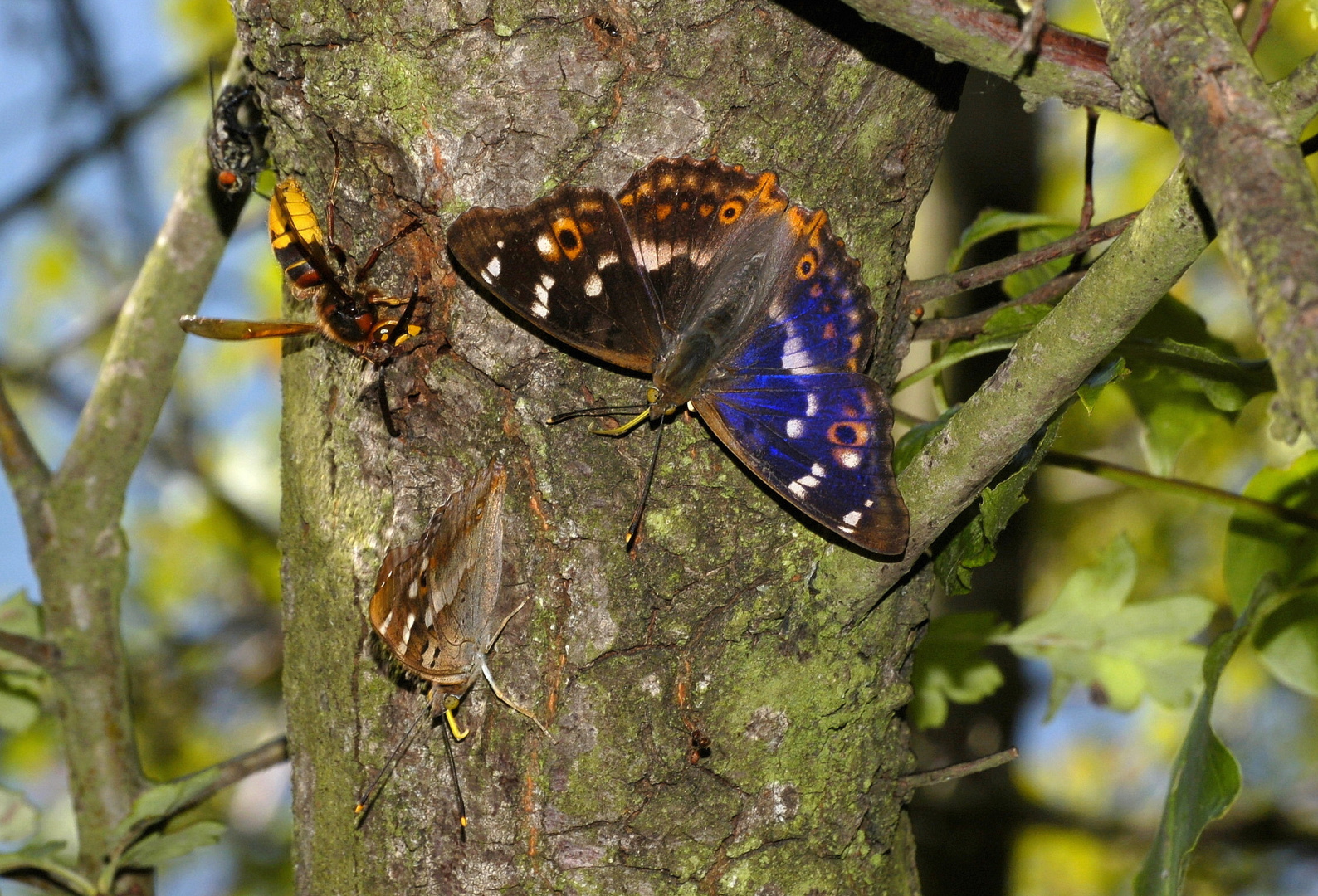 Besonders farbiger  "Kleiner Schillerfalter" beim Saugen am blutenden Baum