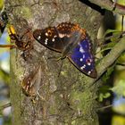 Besonders farbiger  "Kleiner Schillerfalter" beim Saugen am blutenden Baum