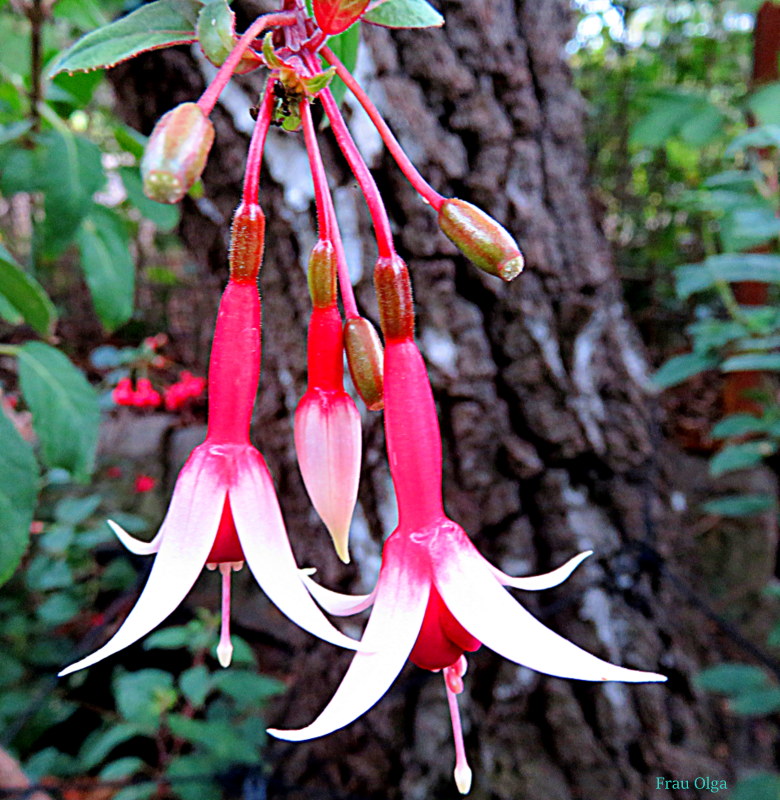 Besonders schlanke Fuchsienblüte