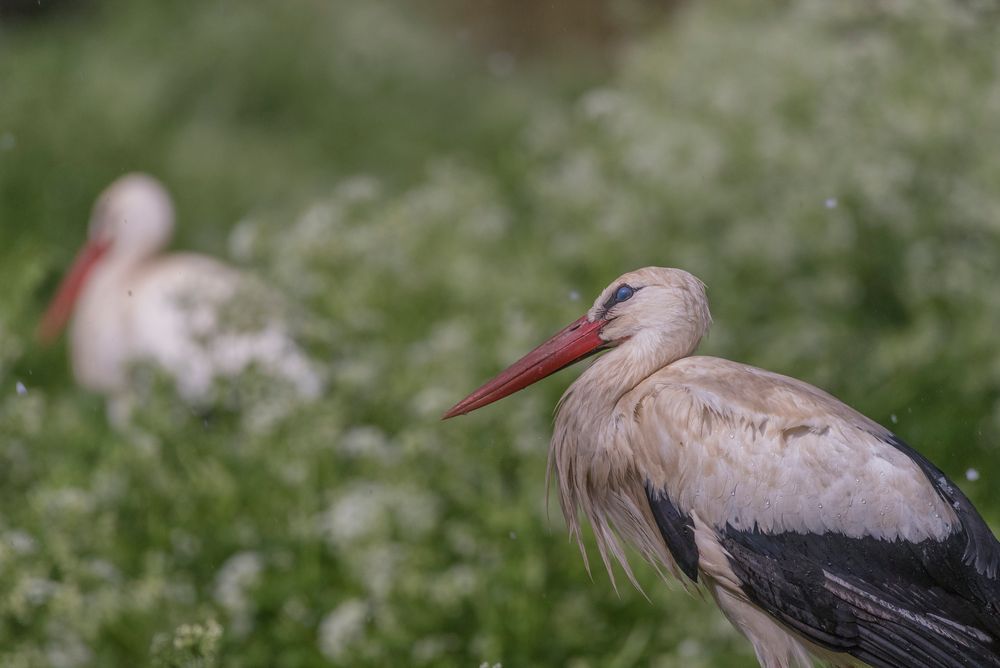 besorgter Blick nach oben