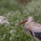 besorgter Blick nach oben