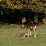 Besorgter Damhirsch.