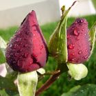 Besos de lluvia