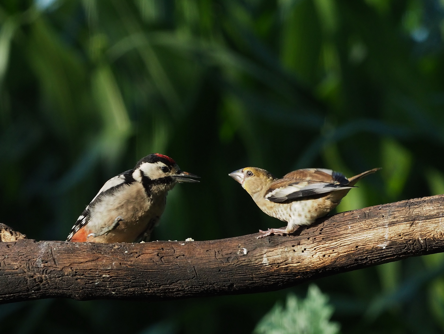 Besprechung