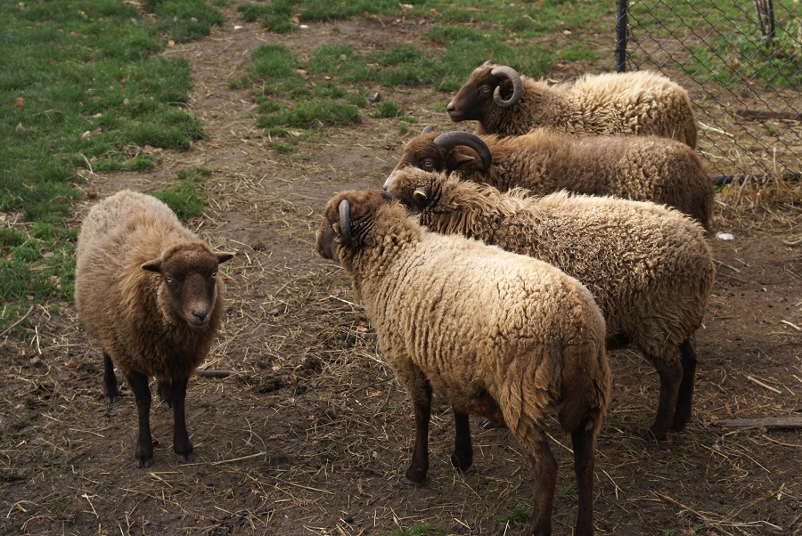 Besprechung bei Quessants...