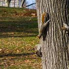 Besprechung im Central Park