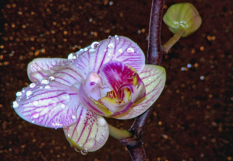 Besprühte Orchidee ( Phalaenopsis )