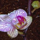 Besprühte Orchidee ( Phalaenopsis )