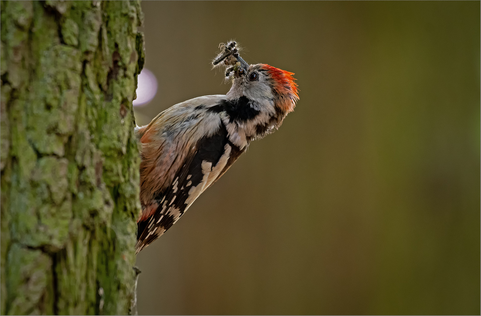 Besser als jedes Insektenvertilgungsmittel   . . .